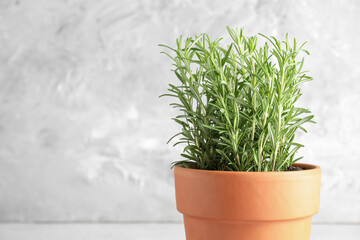 Aromatic rosemary plant in pot against light grey background, closeup. Space for text