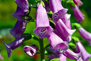 Digitalis purpurea (the foxglove or common foxglove) purple flowers, closeup view © PaulSat