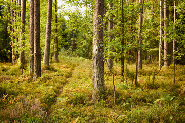leśna ścieżka  © Marcin Łazarczyk