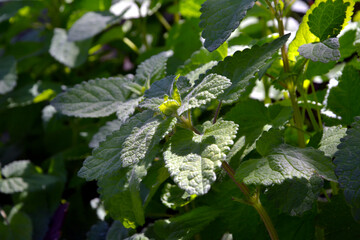 Lemon balm (Melissa officinalis), green leaves, top view