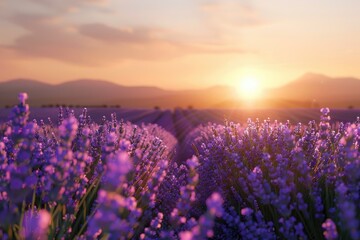 Fototapeta premium Lavender field at sunset in Provence vacation destination.
