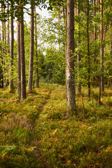 leśna ścieżka  © Marcin Łazarczyk