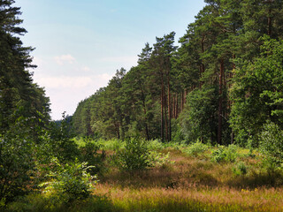 Waldschneise mit blühender Heide und dichtem Kiefernbestand im Naturpark Barnim nahe der Siedlung Gorinsee, Wandlitz OT Schönwalde, Brandenburg, Deutschland