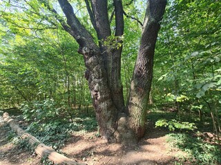 Obraz premium Baumlandschaft im Plänterwald in Berlin Treptow