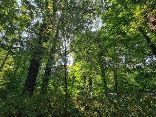 der Plänterwald in Berlin Treptow