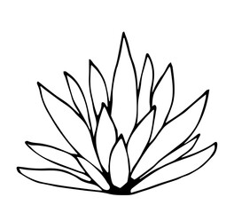 Succulent plant, agave, aloe vera. Thick leaves. Vegetation and nature. Simple vector drawing with black outline. Sketch in ink.