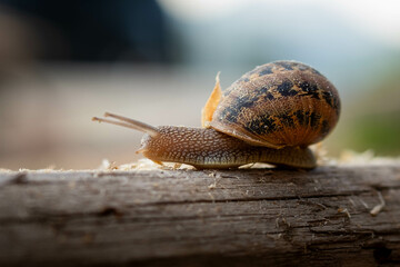 Lumaca