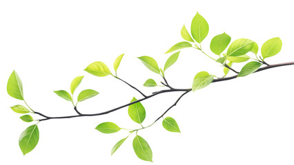 Obraz premium Fresh Green Leaves on a Branch Isolated on a White Background.