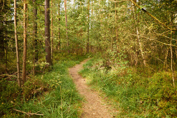 leśna ścieżka  © Marcin Łazarczyk