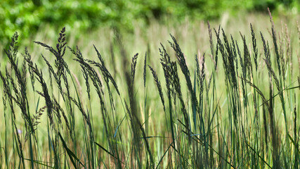 Natur