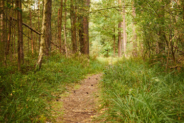 leśna ścieżka  © Marcin Łazarczyk