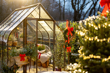 Obraz premium Lush Christmas tree illuminated with garland and decorated with red bow on top at beautiful backyard on dusk