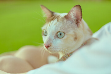 Close up Beautiful white lying