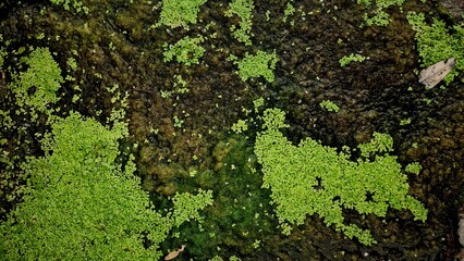 green moss background