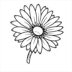 Fototapeta premium Daisy Flower Vector Art Illustration