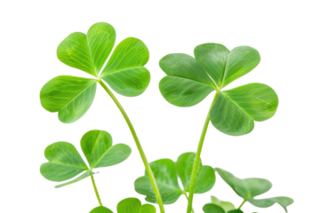 clover isolated on white or transparent png