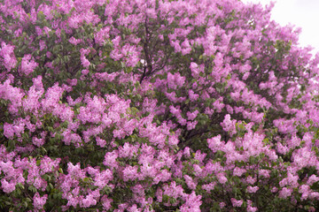 Obraz premium Lilac flowers blooming branch. Garden spring plant, Nature