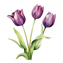 Fototapeta premium Purple Tulips Clipart Illustration