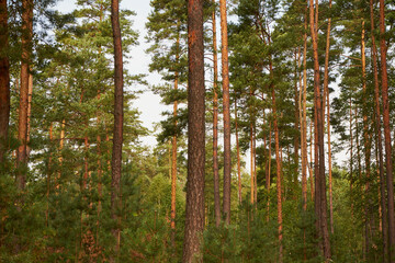 sosny,las  © Marcin Łazarczyk