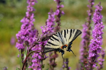 Segelfalter (Iphiclides podalirius), Schmetterling, Blutweiderich  (Lythrum salicaria),  blume, lila, pink Ritterfalter (Papilionidae), Dresden, Deutschland, Europa