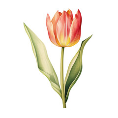 Fototapeta premium Variegated Tulip Clipart Illustration.