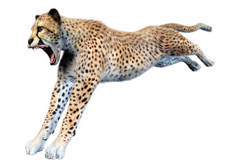 3D Rendering Big Cat Cheetah on White