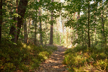 leśna ścieżka  © Marcin Łazarczyk