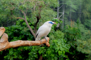 Bali Starling (or Bali myna), a white bird with blue around the eyes sitting on a branch in front of a green jungle background