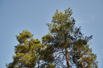 sosny,niebo  © Marcin Łazarczyk