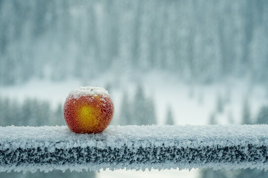 Frost-covered apple on a railing with snowy forest backdrop in the French Alps