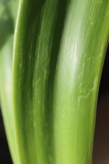 HIPPEASTRUM SUSAN róż Zwartnica Cebula Amarylis