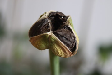 HIPPEASTRUM SUSAN róż Zwartnica Cebula Amarylis