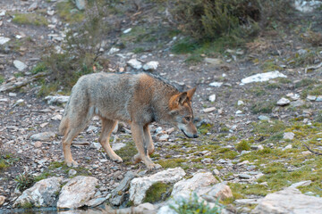 Lone wolf roaming through a rocky forest landscape