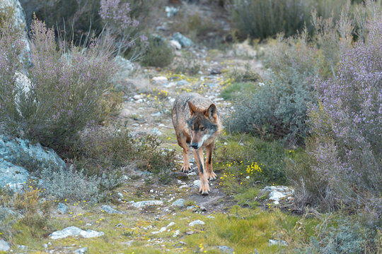 Solitary wolf navigating a wild landscape
