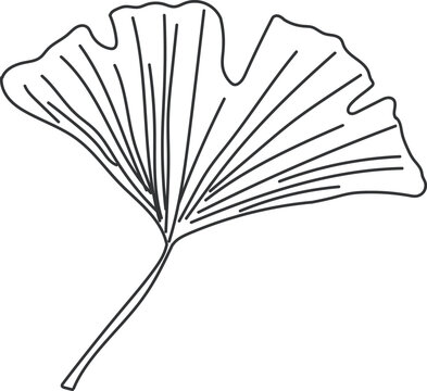 recommend clip art: ginkgo01
