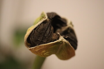 HIPPEASTRUM SUSAN róż Zwartnica Cebula Amarylis