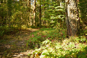 leśna ścieżka  © Marcin Łazarczyk