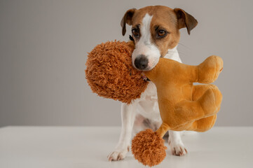 Jack Russell Terrier dog holds a plush poodle toy in his teeth on a white background. 