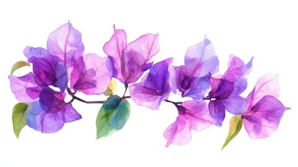 Obraz premium Beautiful Watercolor Floral Illustration of Vibrant Purple Bougainvillea Blooms