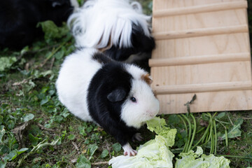 Meerschweinchen tier natur herde