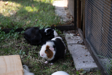 Meerschweinchen tier natur herde