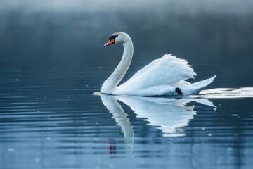 Fototapeta premium Elegant swan gliding on tranquil lake with majestic reflection on calm water AI