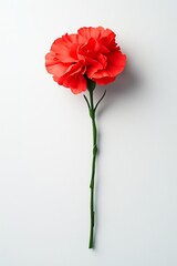 Red carnation flower lying flat, delicate petals and green stem, 3D illustration