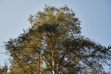 sosna,niebo  © Marcin Łazarczyk