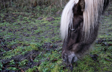 Icelandic horse with white eyelashes and mane grazes in a bare dirty meadow in winter. Copy space