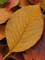one leaf