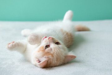 Cute little white British kitten lying on back on pink plaid at home and looking at camera