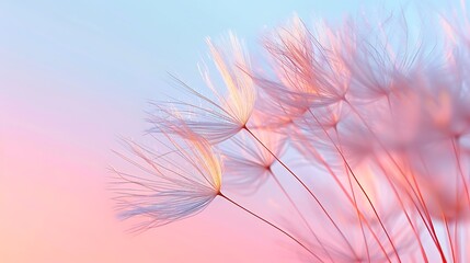 Fototapeta premium Beautiful dandelion seed close-up on a pastel background, with pink and blue colors, captured through macro photography. The soft lighting creates an elegant composition