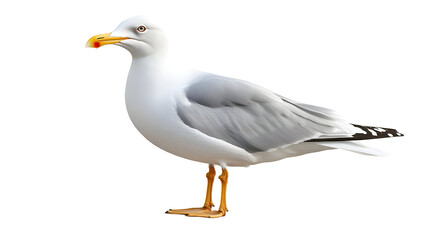 Fototapeta premium Seagull with White and Grey Feathers Standing with a Yellow Beak on a Transparent Background