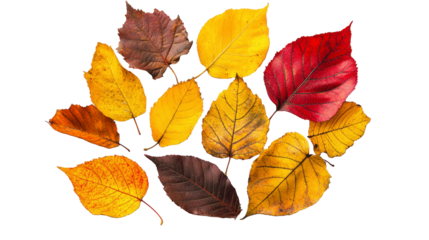 Autumn leaves in vibrant shades of yellow, red, and brown scattered on a white background, showcasing the beauty of fall foliage.